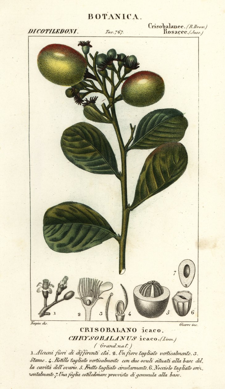Kokoplum, Chrysobalanus icaco autorstwa Stanghi Stanghi