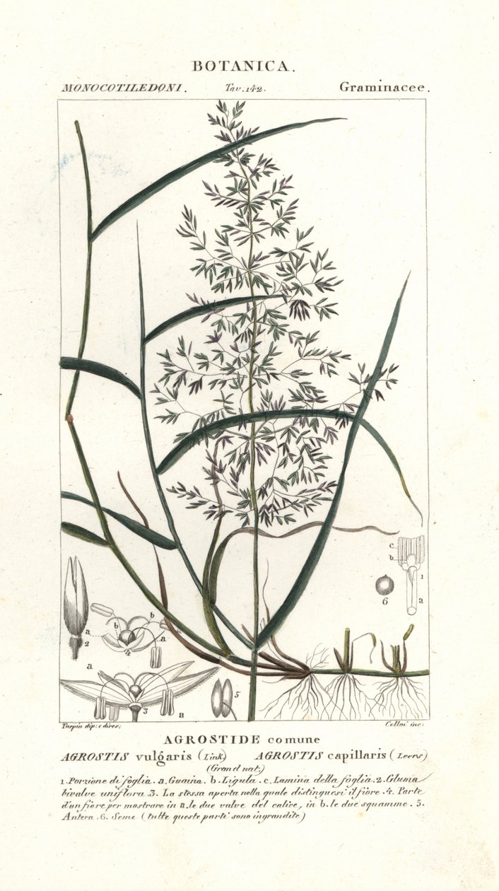 Mięta zwyczajna, Agrostis capillaris autorstwa Stanghi Stanghi