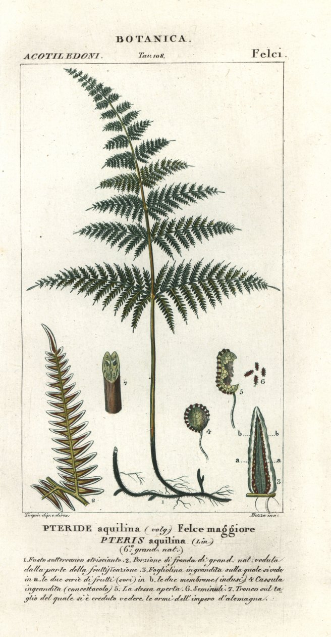 Pospolita orlica lub hamulec, Pteridium aquilinum autorstwa Stanghi Stanghi