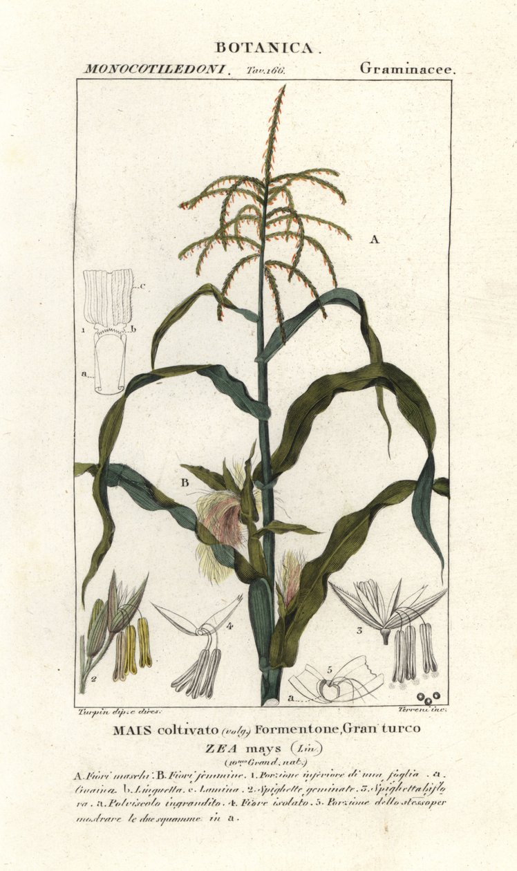 Kukurydza lub kukurydza, Zea mays autorstwa Stanghi Stanghi