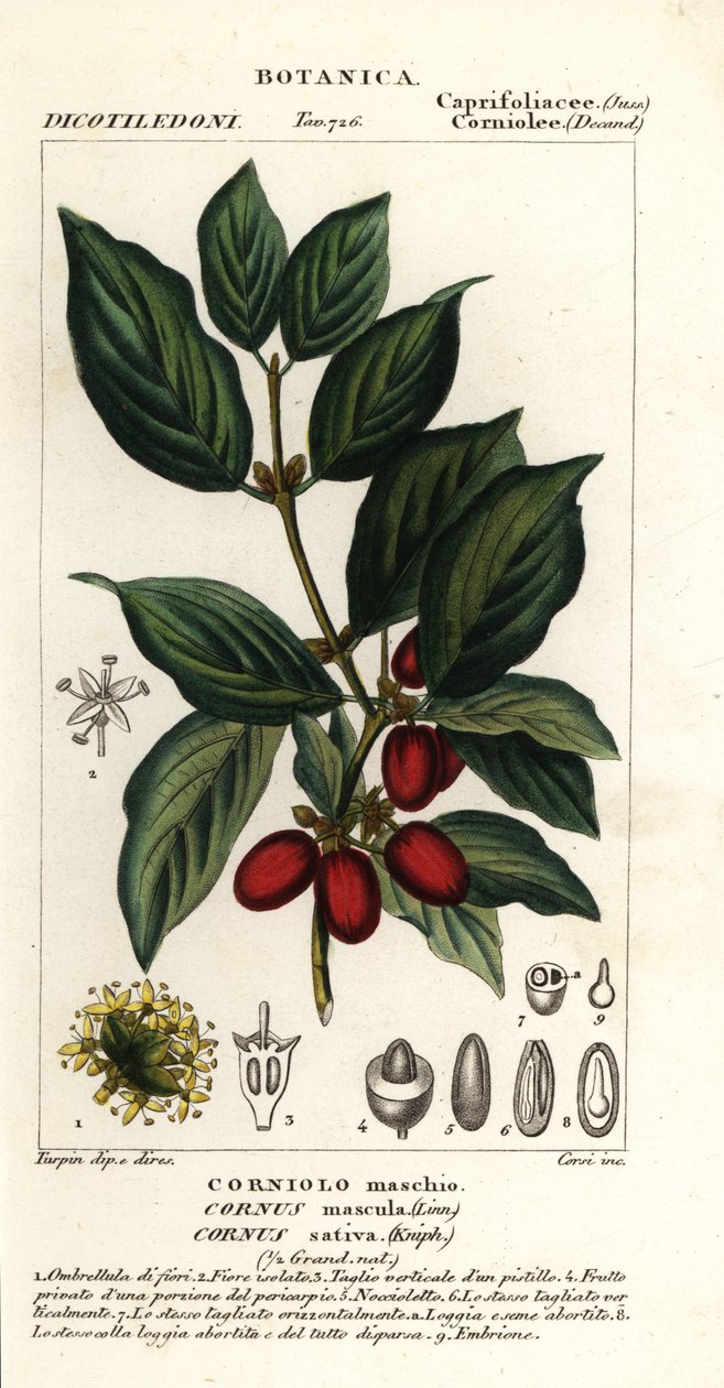 dereń dereń zwyczajny, Cornus mas autorstwa Stanghi Stanghi