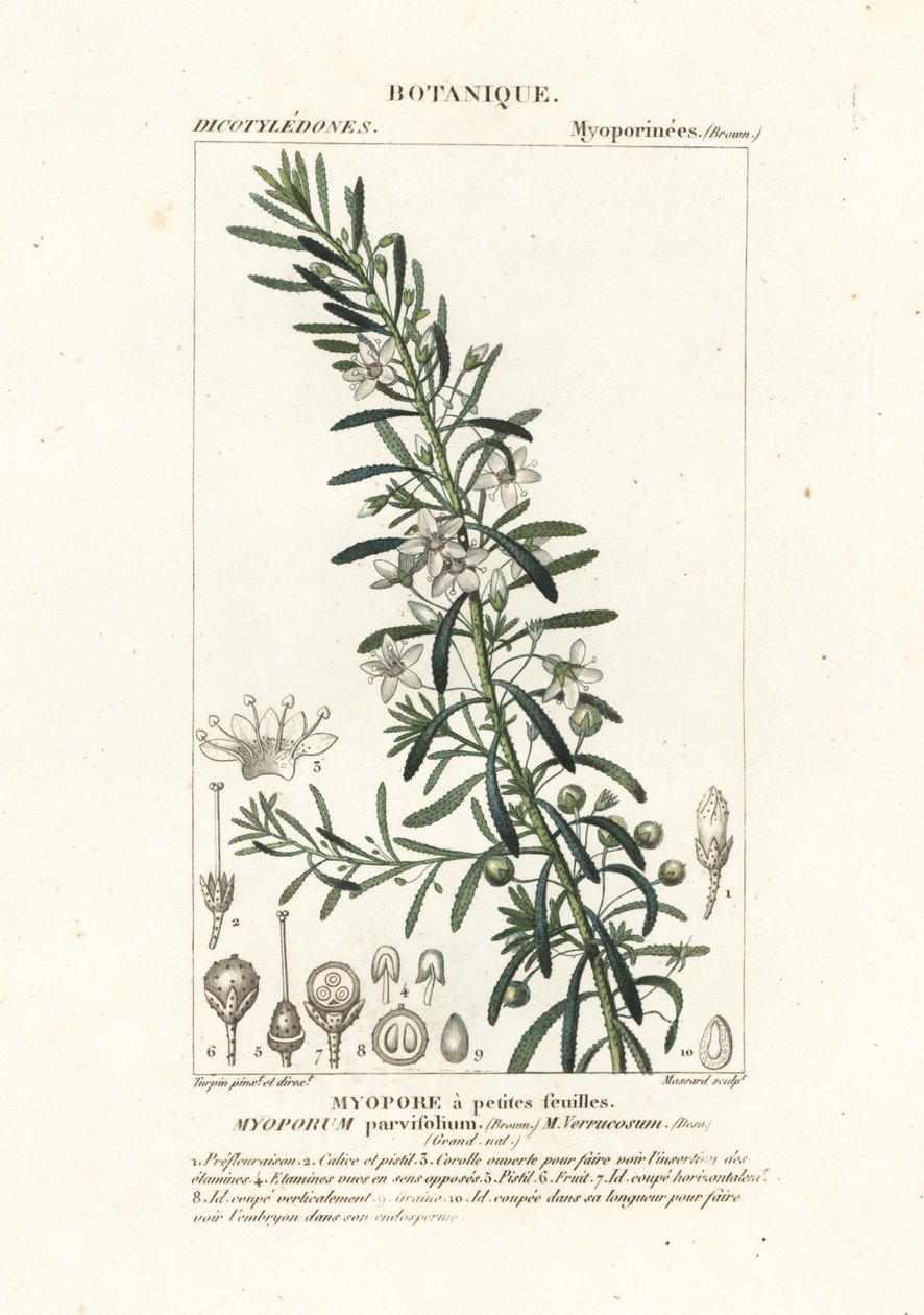 Pełzająca boobialla , Myoporum parvifolium autorstwa Stanghi Stanghi