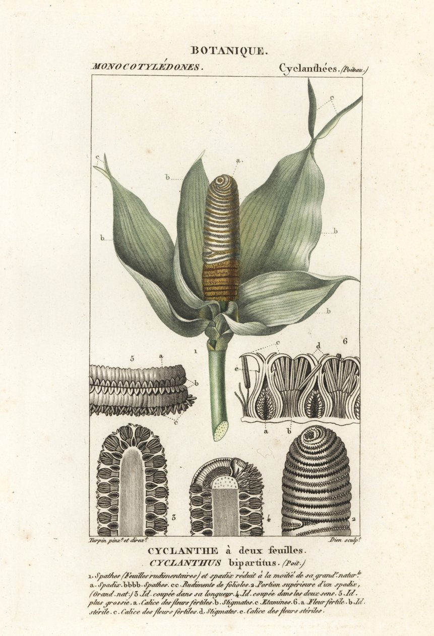 Cyclanthus bipartitus autorstwa Stanghi Stanghi