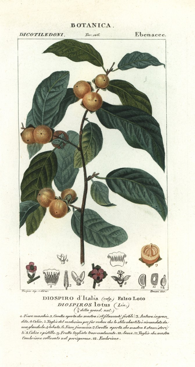 śliwka daktylowa, lotos diospyros autorstwa Stanghi Stanghi