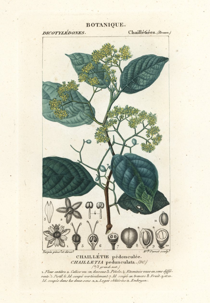 Szypułka Dichapetalum autorstwa Stanghi Stanghi