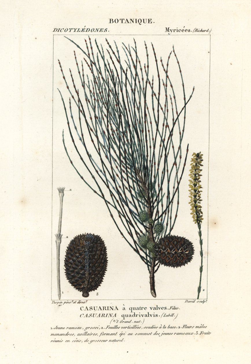 Opadająca szelma, Allocasuarina verticillata autorstwa Stanghi Stanghi