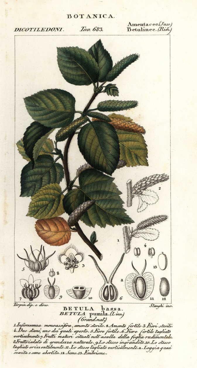 Brzoza karłowata, Betula pumila autorstwa Stanghi Stanghi