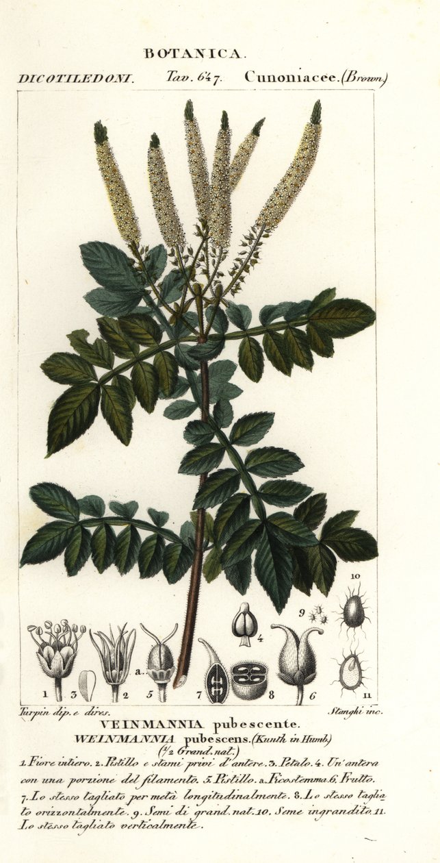 Encenillo, Weinmannia pubescens autorstwa Stanghi Stanghi