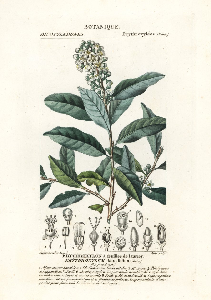 Erythroxylum laurifolium autorstwa Stanghi Stanghi