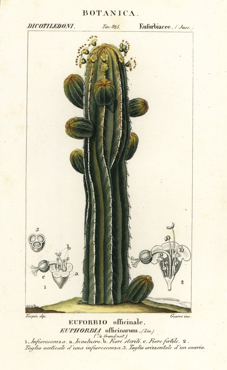 Euphorbia officinarum autorstwa Stanghi Stanghi