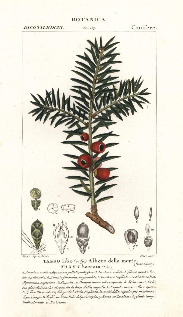 Cis pospolity , Taxus baccata autorstwa Stanghi Stanghi