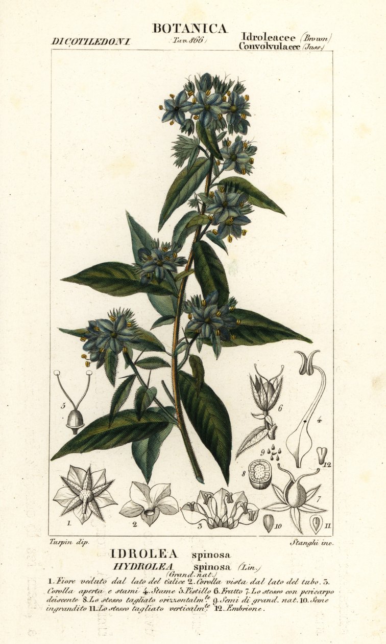 Fałszywy skrzypek , Hydrolea spinosa autorstwa Stanghi Stanghi