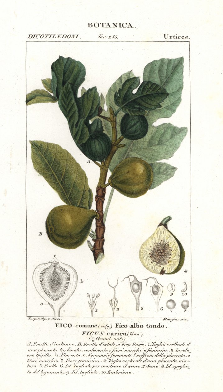 Drzewo figowe i owoce, Ficus carica autorstwa Stanghi Stanghi