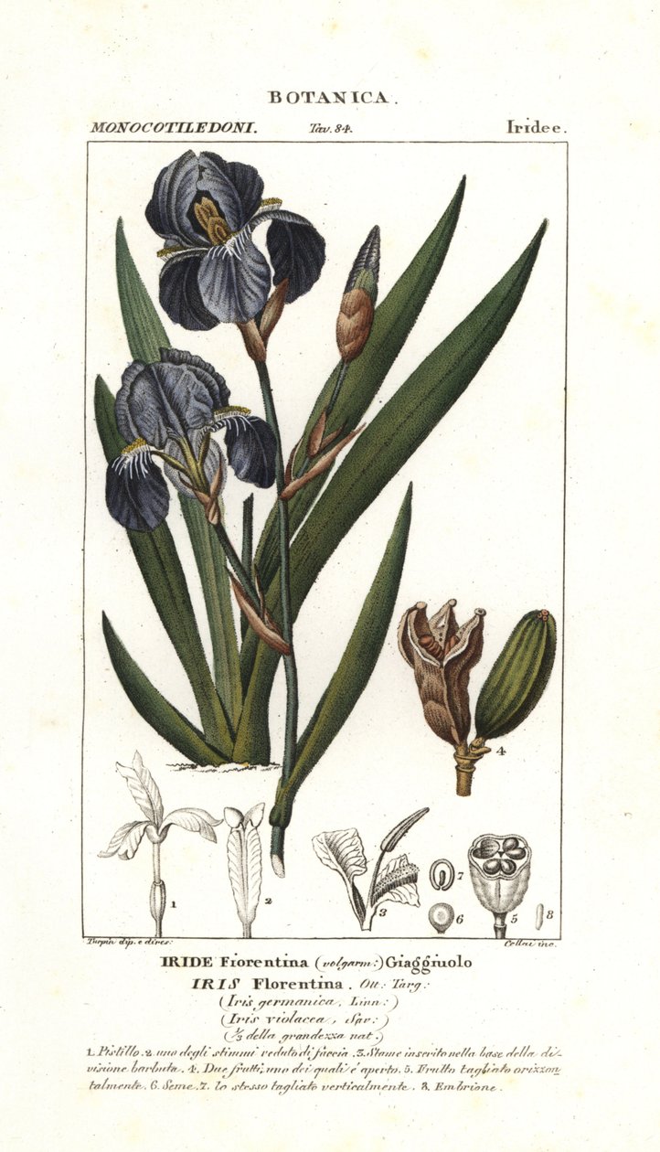 Irys florencki, Iris germanica var florentina autorstwa Stanghi Stanghi