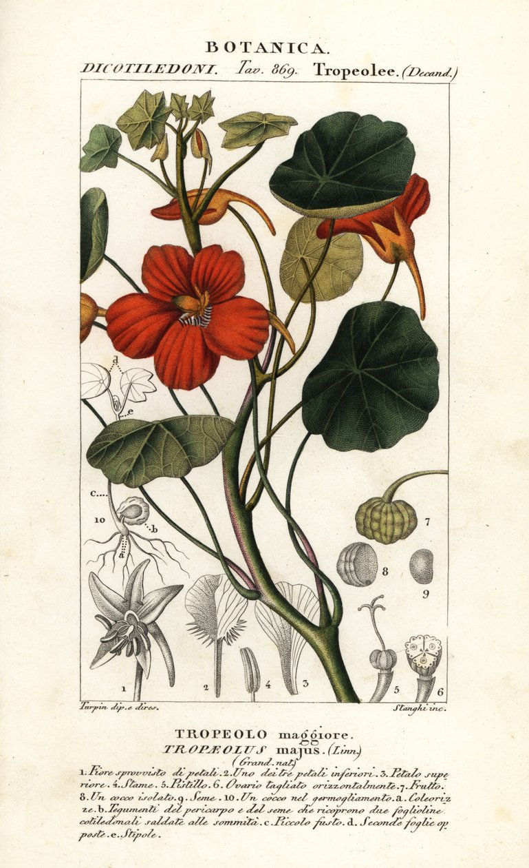 Nasturcja ogrodowa, Tropaeolum major autorstwa Stanghi Stanghi