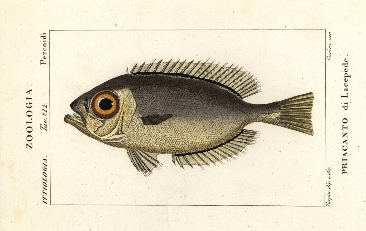 Bigeye Glasseye, Heteropriacanthus cruentatus autorstwa Stanghi Stanghi