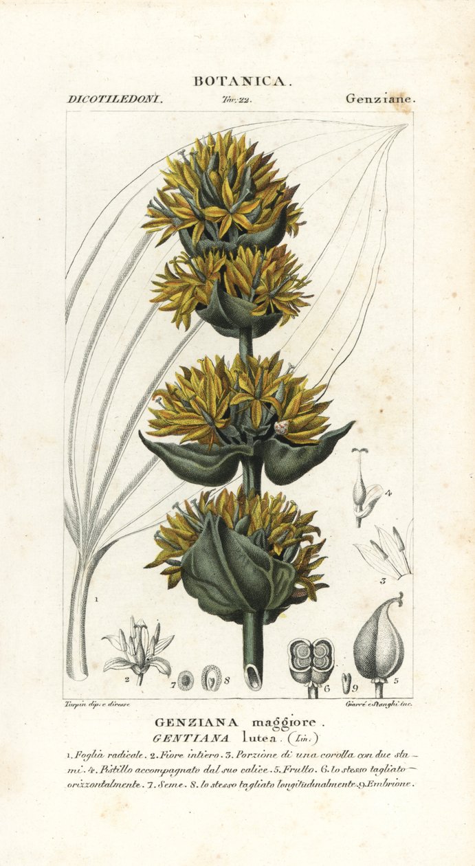 Goryczka żółta , Gentiana lutea autorstwa Stanghi Stanghi