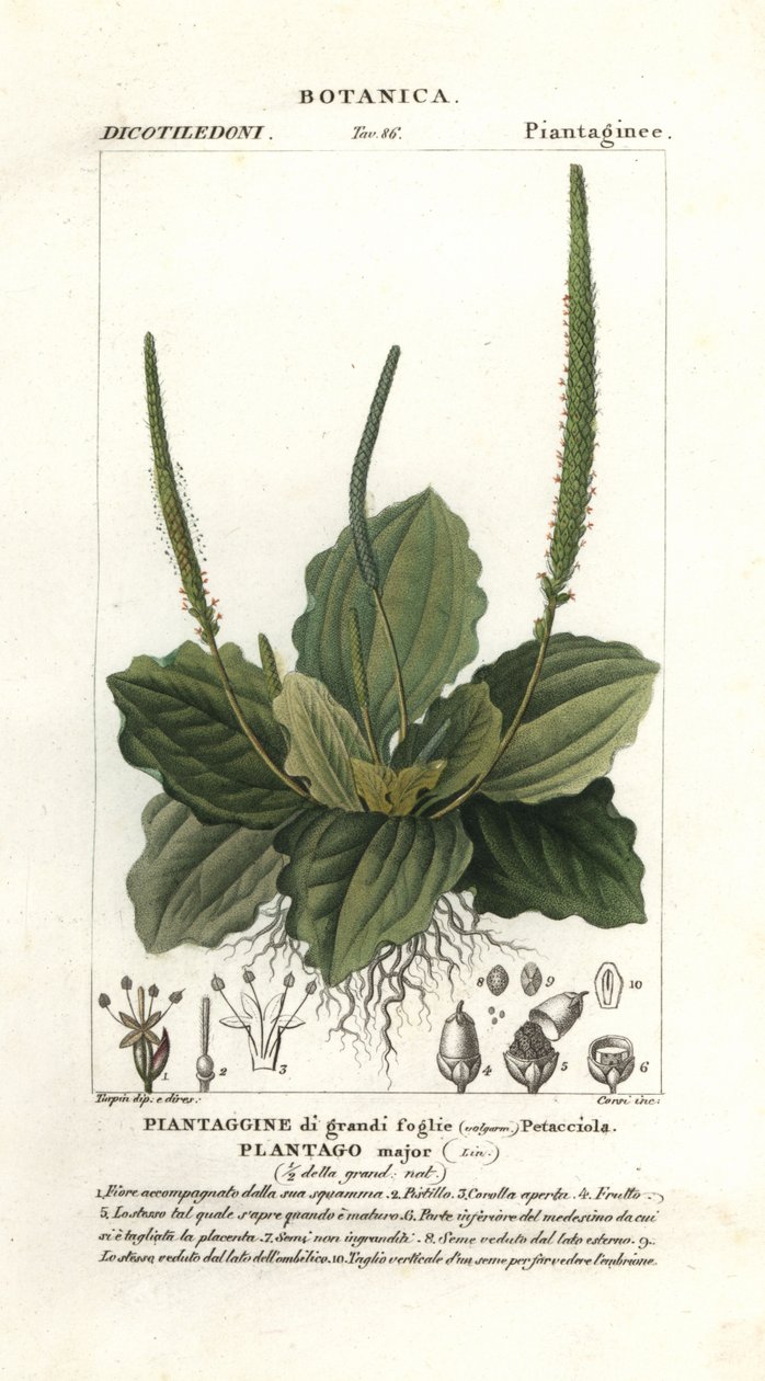 Babka większa, Plantago major autorstwa Stanghi Stanghi