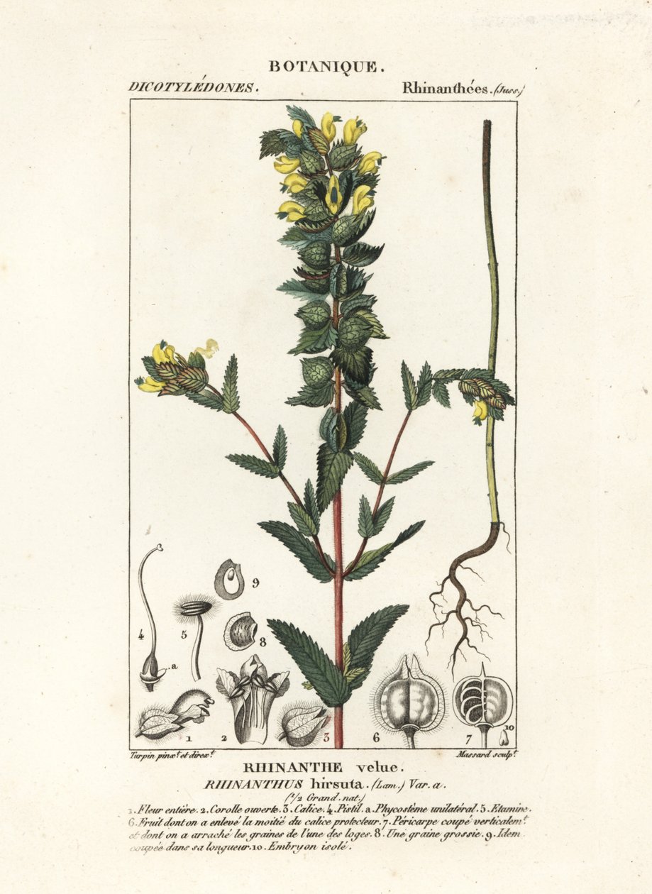 Większa żółta grzechotka , Rhinanthus alectorolophus autorstwa Stanghi Stanghi