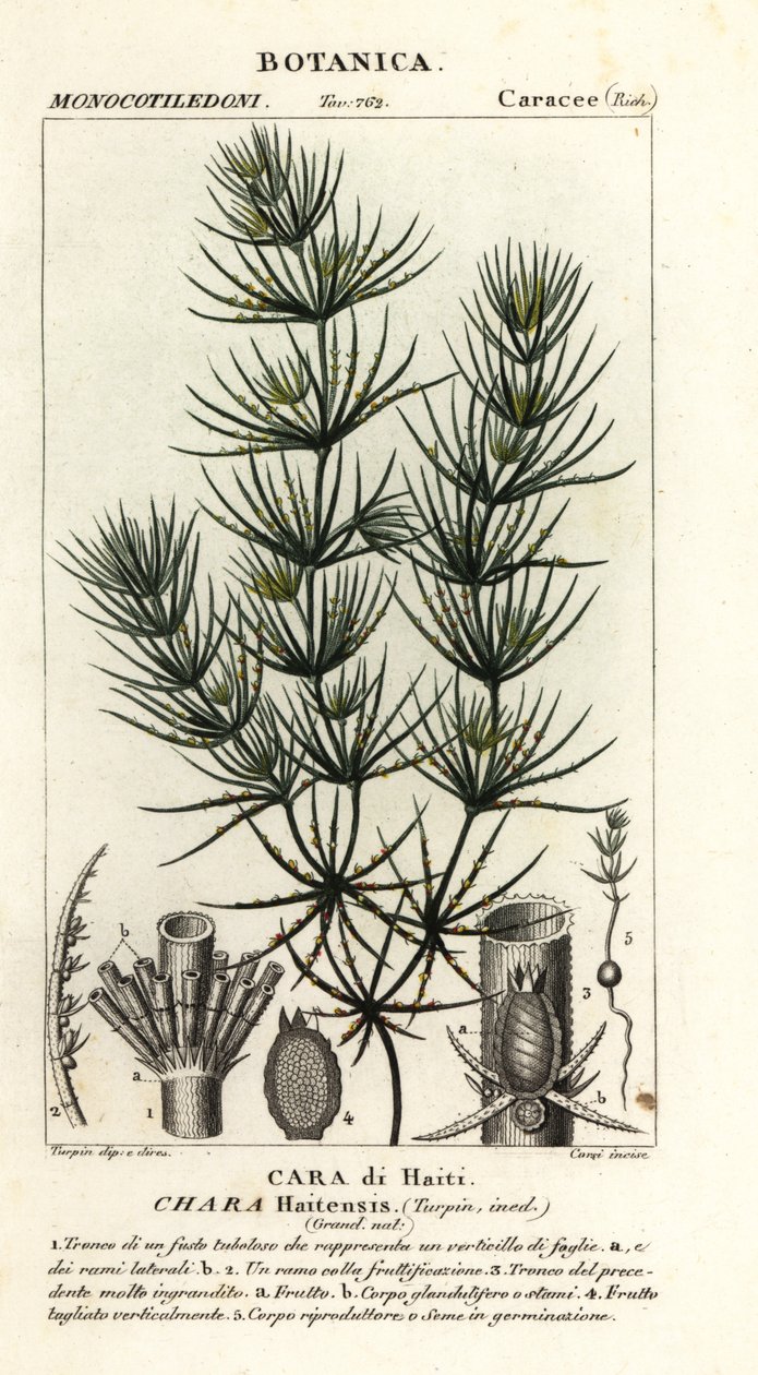 Zielone algi, Chara hydensis autorstwa Stanghi Stanghi