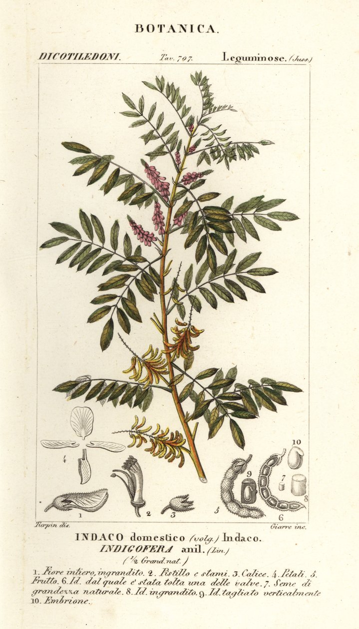 Indygo gwatemalskie, Indigofera suffruticosa autorstwa Stanghi Stanghi