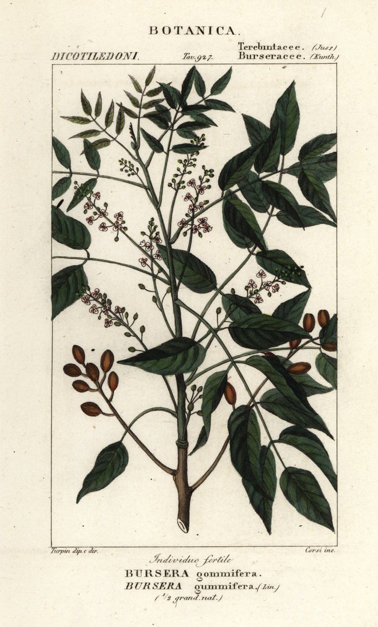 Gumbo-limbo, Bursera simaruba autorstwa Stanghi Stanghi