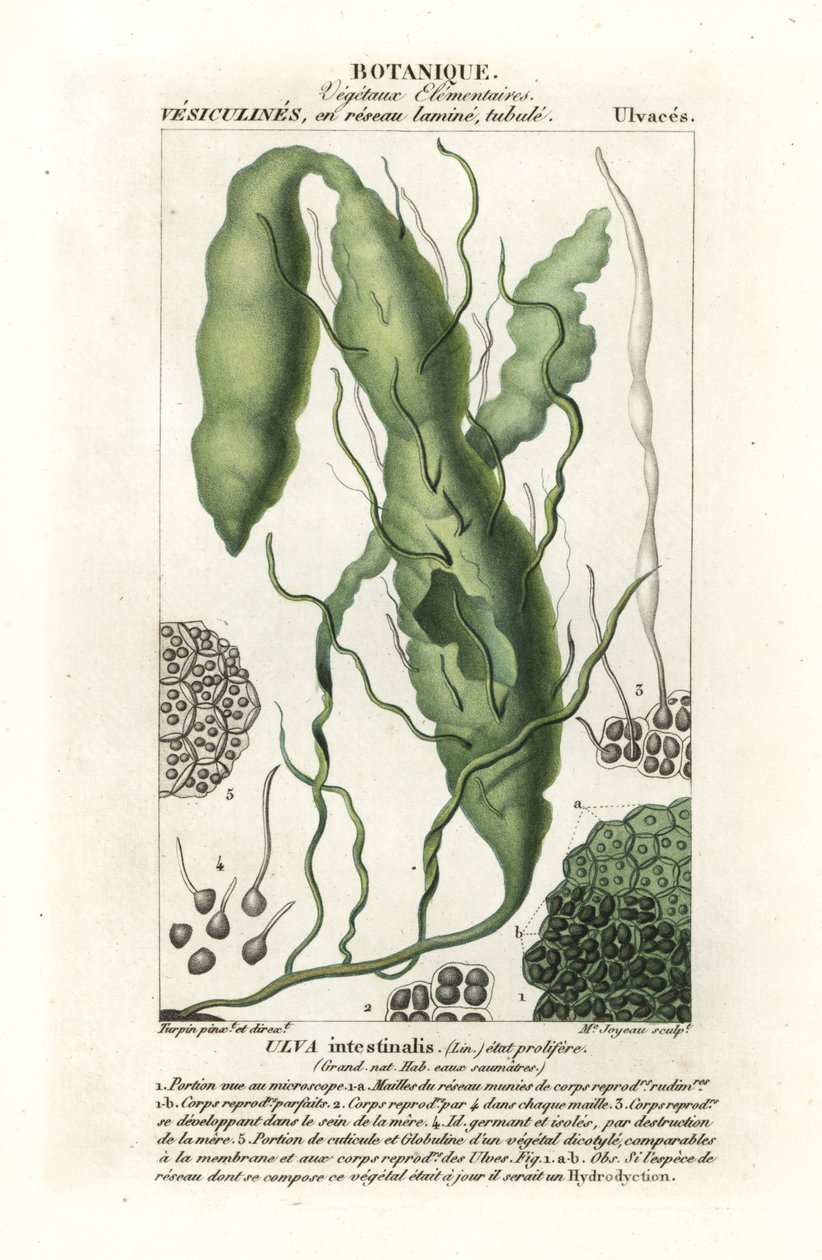 Gutweed lub trawiaste wodorosty, Ulva intestinalis autorstwa Stanghi Stanghi