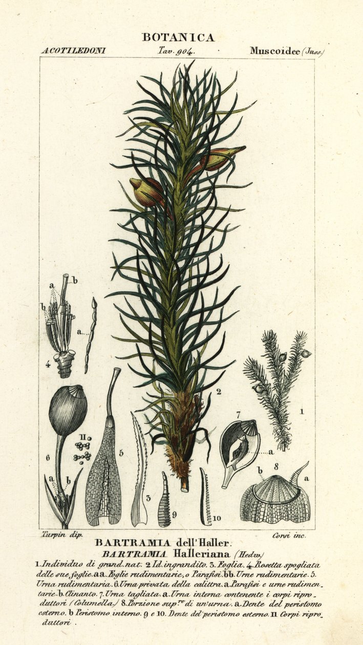 Mech jabłoni Hallera, Bartramia halleriana autorstwa Stanghi Stanghi
