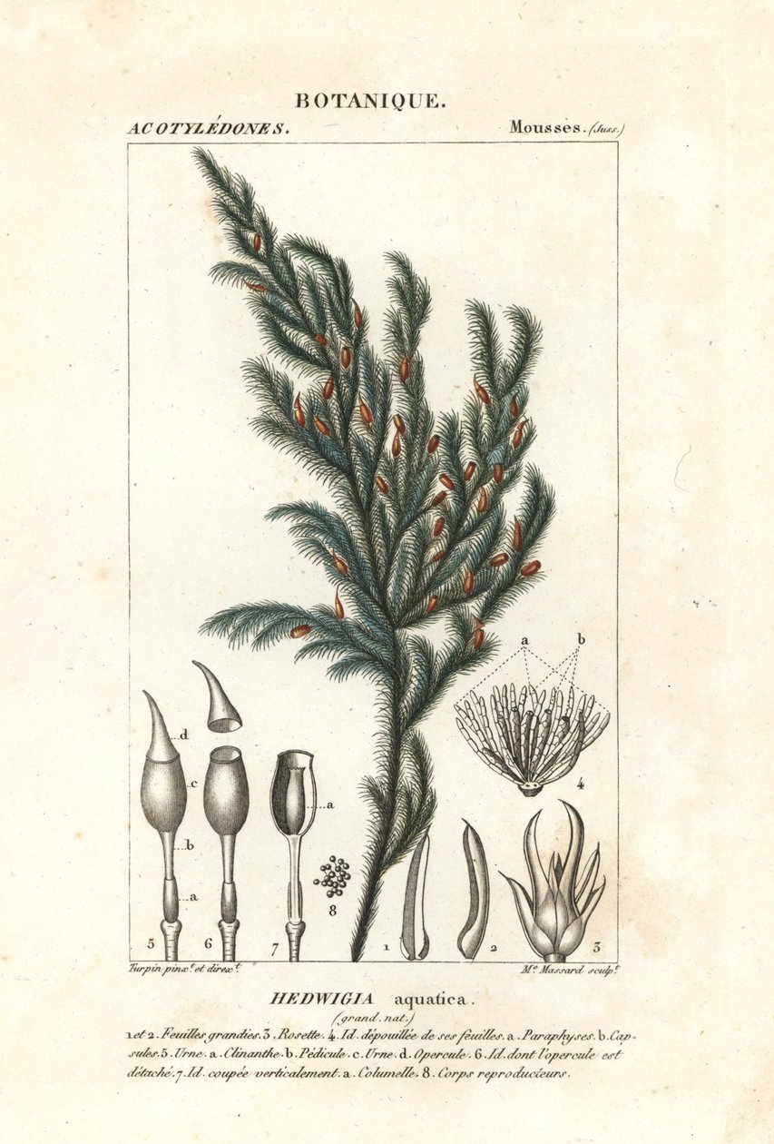 Mech Hedwigia aquatica autorstwa Stanghi Stanghi