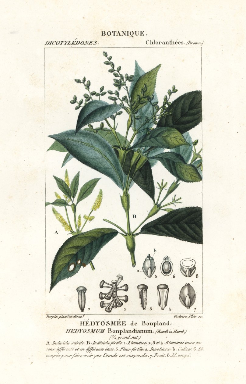 Hedyosmum bonplandianum, Kunt autorstwa Stanghi Stanghi