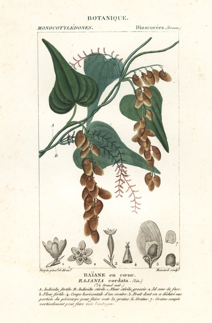 Himber drzewo, Rajania cordata autorstwa Stanghi Stanghi