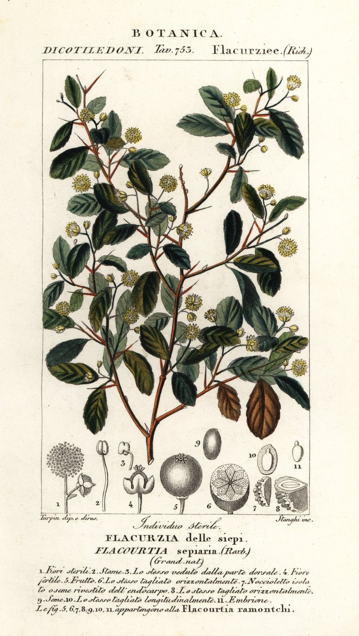 Śliwka indyjska, Flacourtia indica autorstwa Stanghi Stanghi