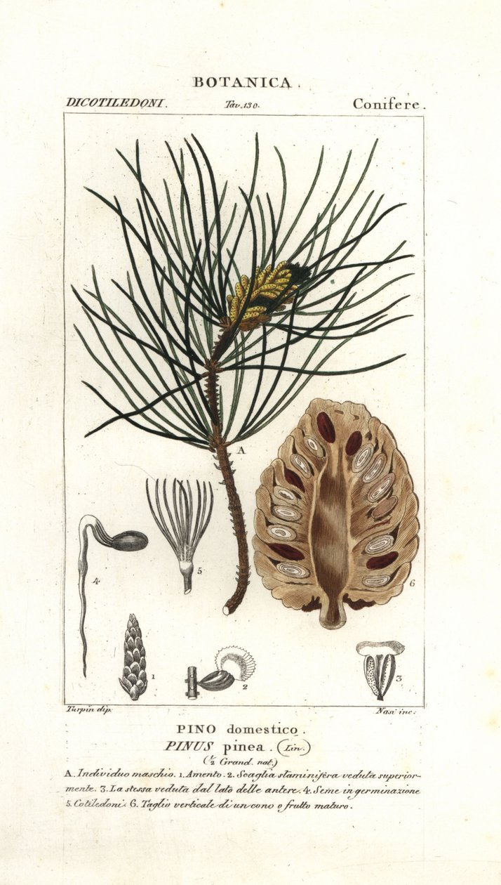 Sosna włoska, Pinus pinea autorstwa Stanghi Stanghi