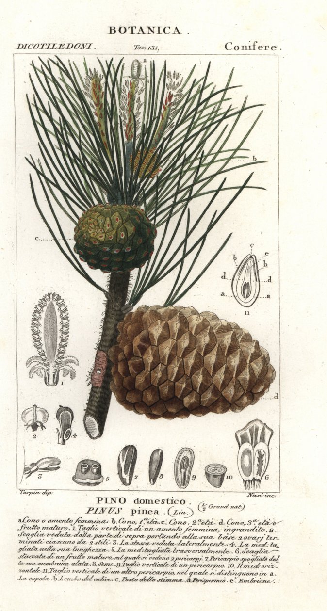 Sosna włoska, Pinus pinea, Sosna kamienna autorstwa Stanghi Stanghi