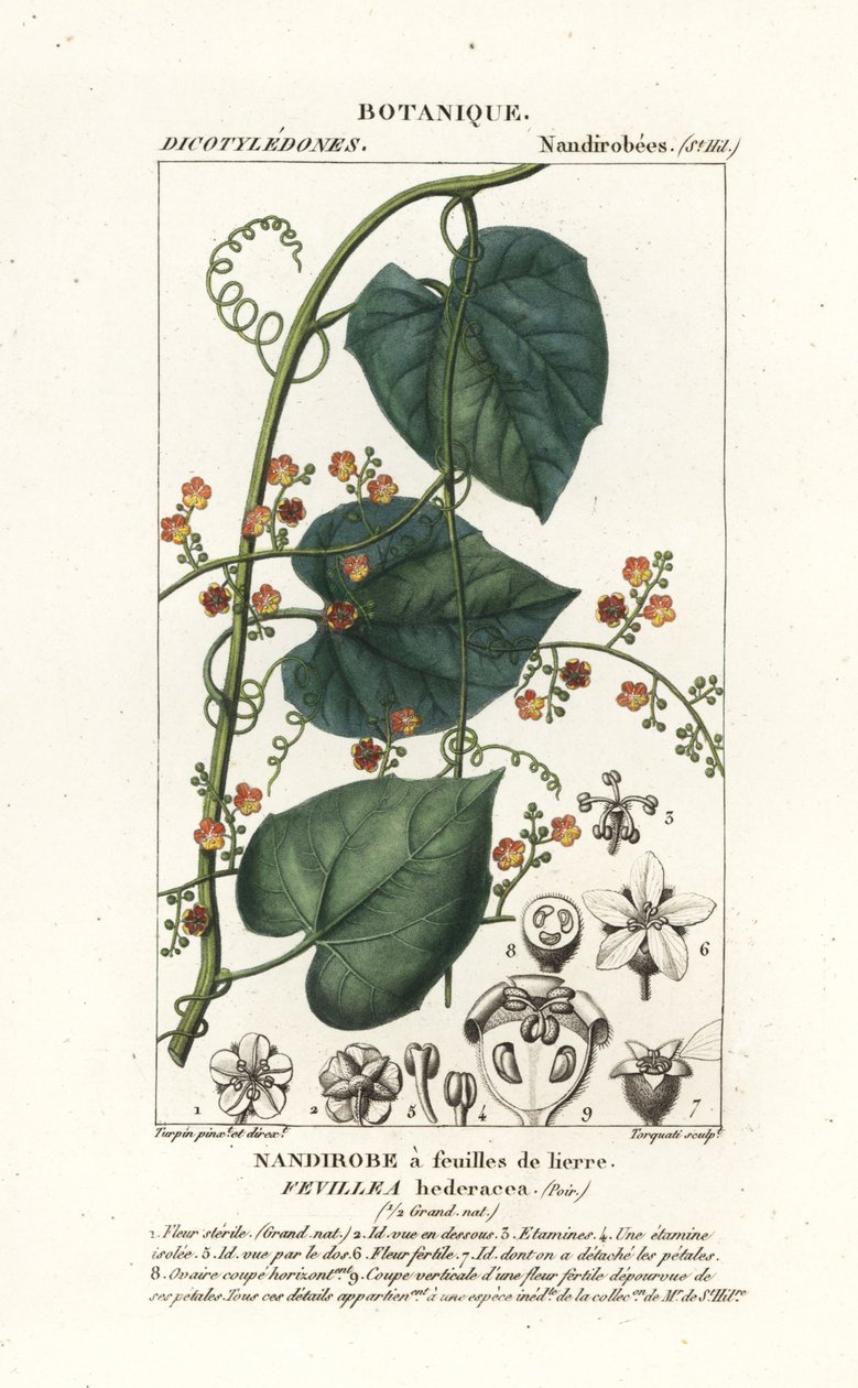 Javillo lub kakon antidotum, Fevillea cordifolia autorstwa Stanghi Stanghi