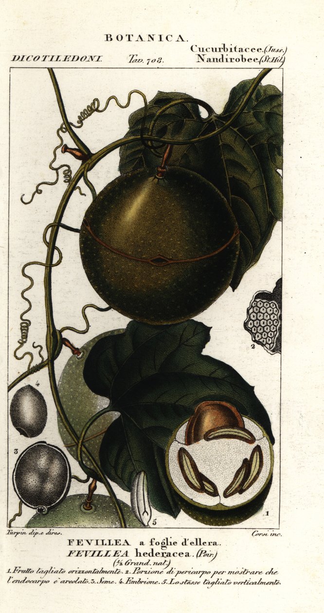 Javillo lub antidotum owoce kakono, Fevillea cordifolia autorstwa Stanghi Stanghi