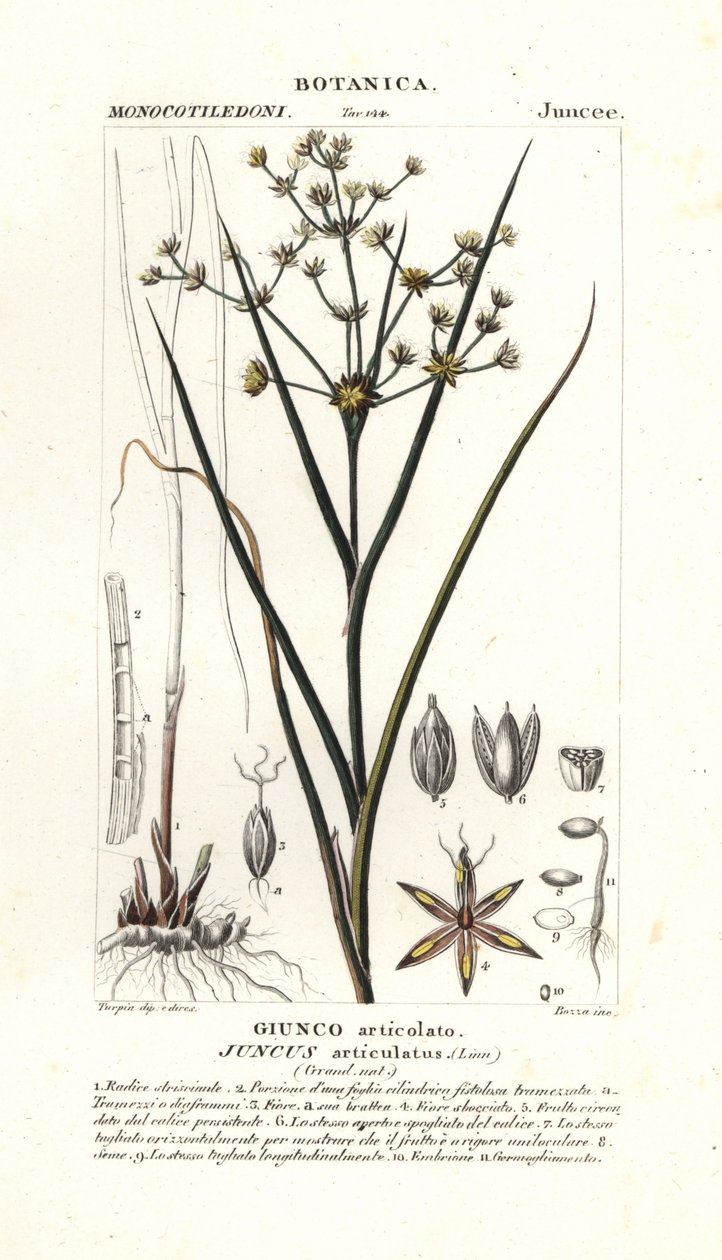 Szuwar stawowy , Juncus articulatus autorstwa Stanghi Stanghi