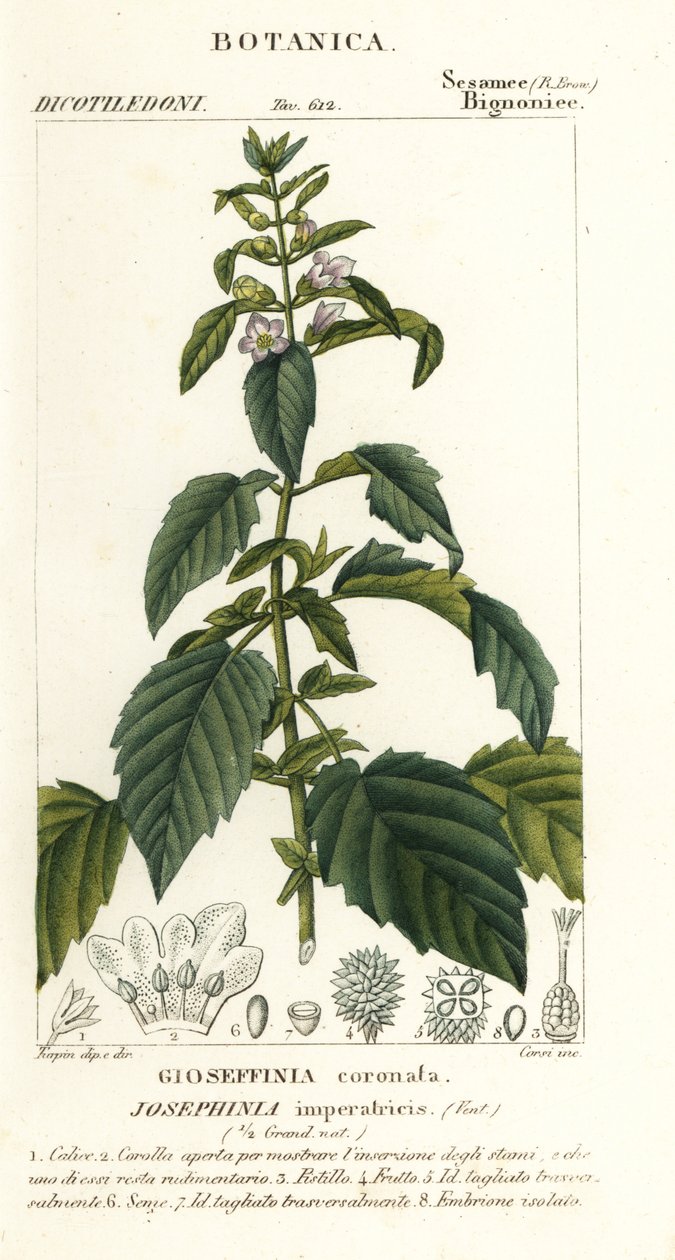 Cesarzowa Józefina autorstwa Stanghi Stanghi