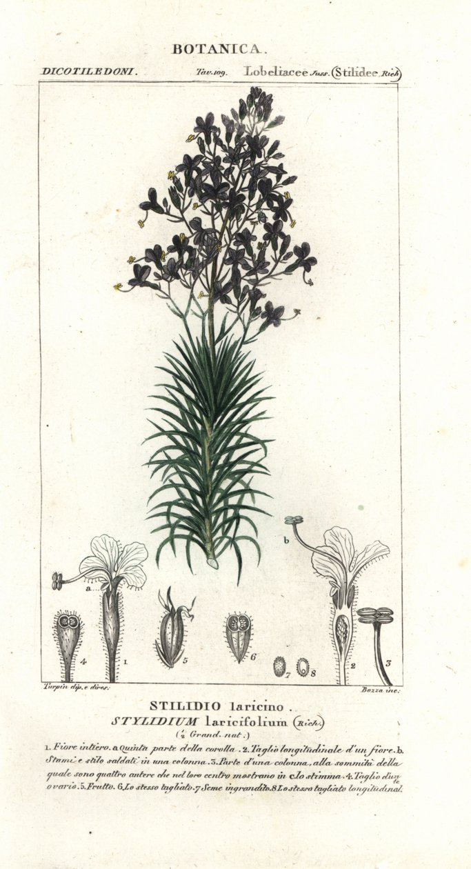 Larch-leaf or tree triggerplant, Stylidium laricifolium   1399232   pl       polish Successfully Translated  Original: Cupid Asleep Translat: Cupid Asleep 1236565 pl polish Successfully Translated Original: The Passing of Arthur, 1874. Translat: The Passin autorstwa Stanghi Stanghi