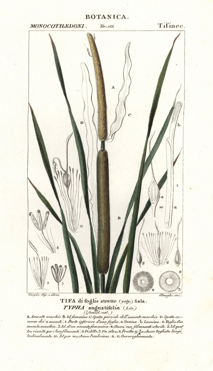 Oczeret mniejszy , Typha angustifolia autorstwa Stanghi Stanghi