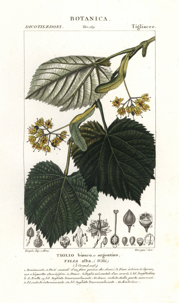 Lipa lub lipa, Tilia alba autorstwa Stanghi Stanghi