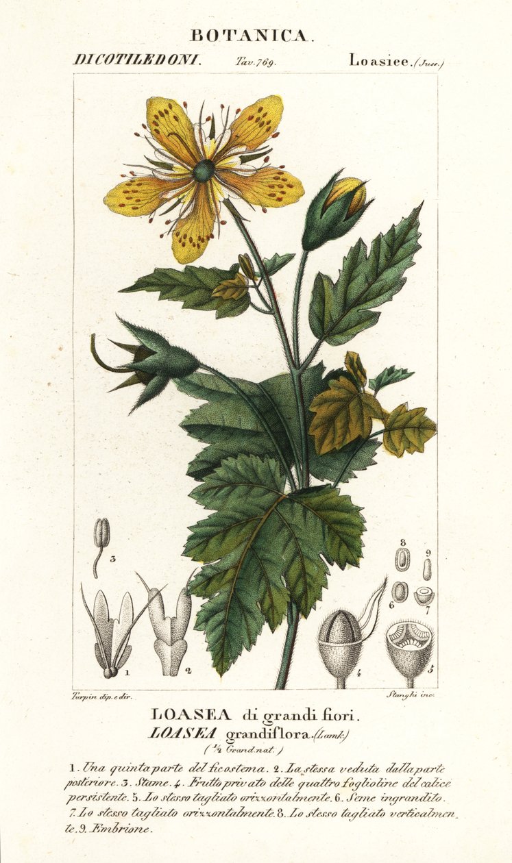 Loasea wielkokwiatowa autorstwa Stanghi Stanghi