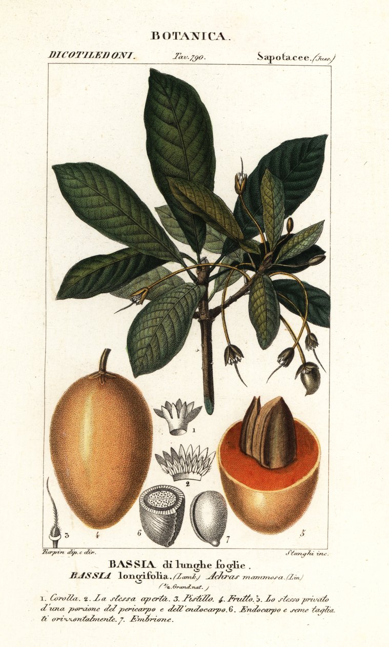 Drzewo Mahuwa, Madhuca longifolia autorstwa Stanghi Stanghi
