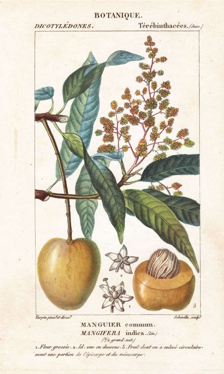 Owoce i sekcja mango, Mangifera indica autorstwa Stanghi Stanghi