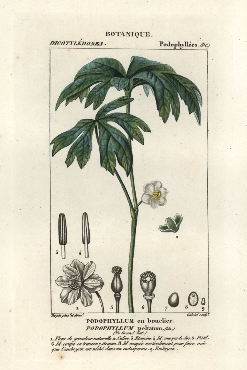 Mayapple, Podophyllum peltatum autorstwa Stanghi Stanghi