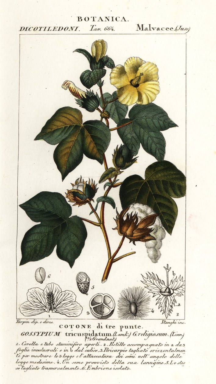 Bawełna meksykańska, Gossypium hirsutum autorstwa Stanghi Stanghi