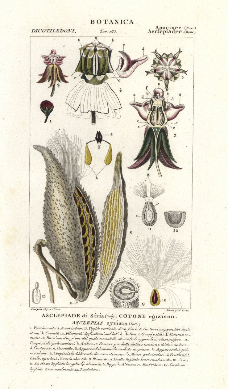 Milkweed, Asclepias syriaca autorstwa Stanghi Stanghi
