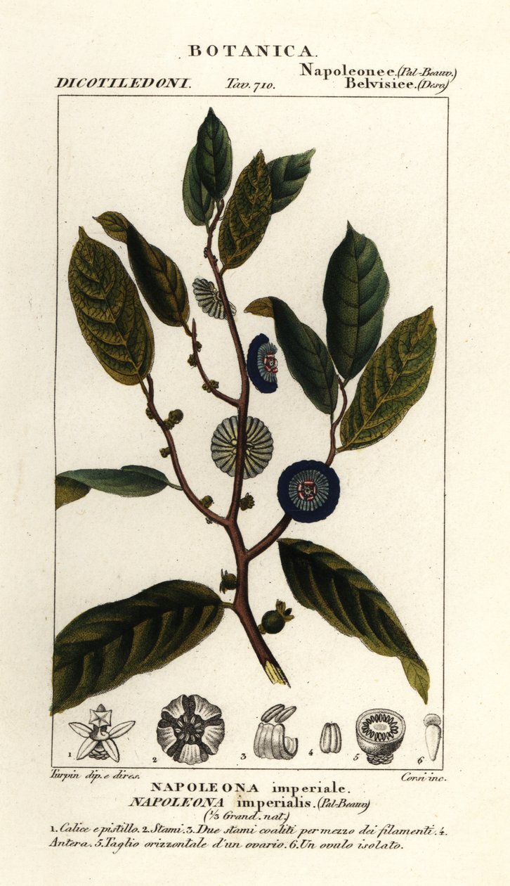 Napoleonaea imperialis autorstwa Stanghi Stanghi
