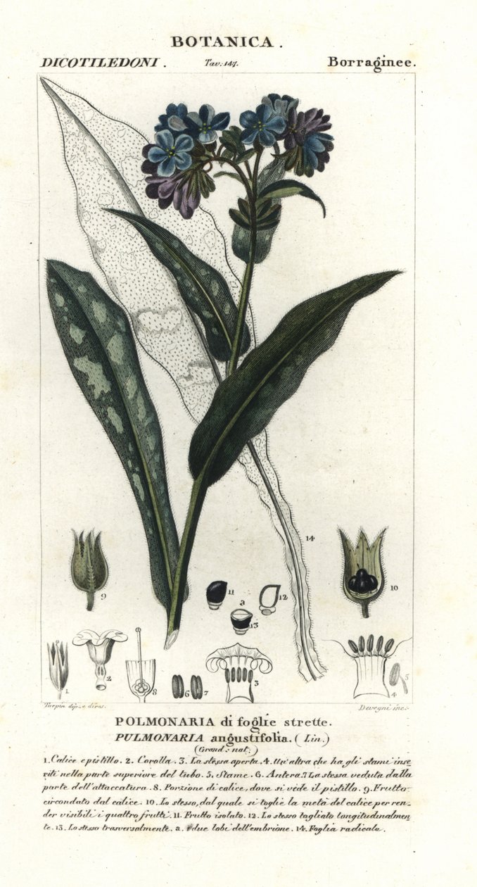 Miodnik wąskolistny, Pulmonaria angustifolia autorstwa Stanghi Stanghi