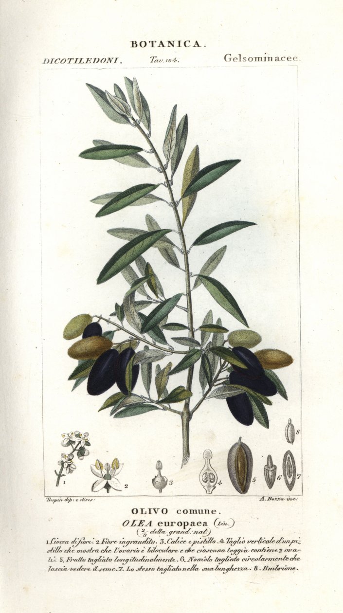 Olive tree, Olea europaea autorstwa Stanghi Stanghi